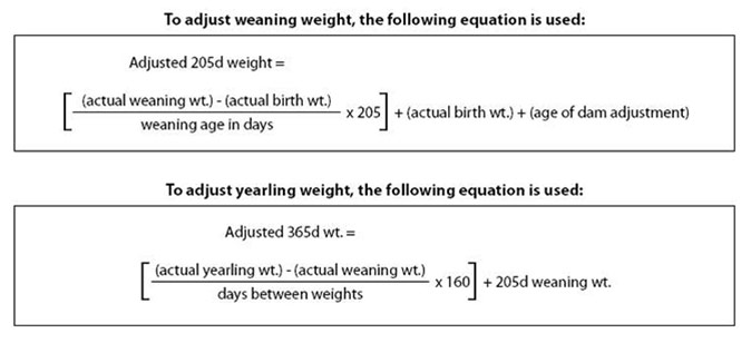 Weaning Weight Adjustment Formula Weaning Weight Adjustment Formula