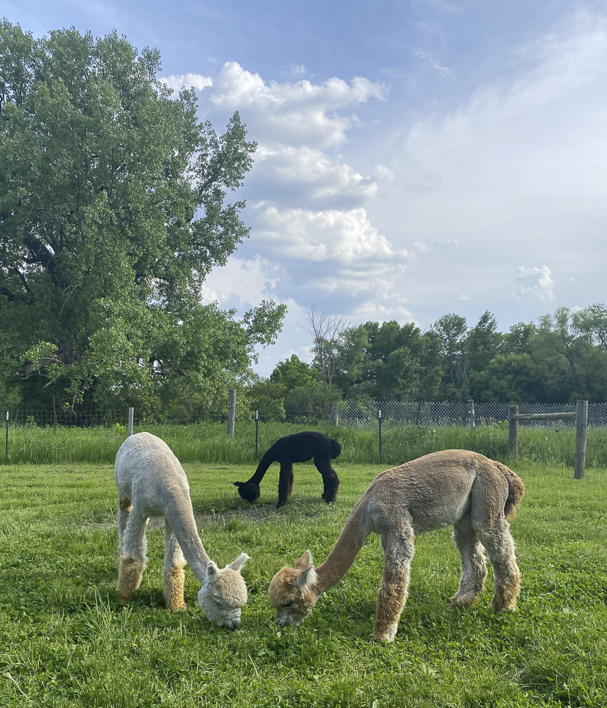 Beautiful Spring Day on Pasture