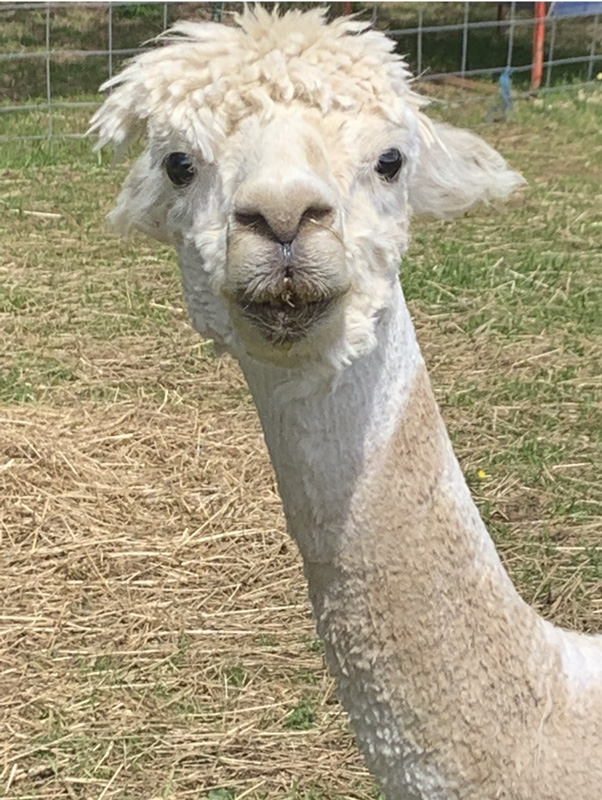 What Choo Lookin At?