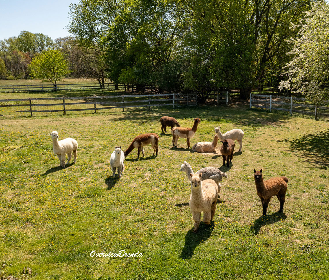 Alpacas in Pasture