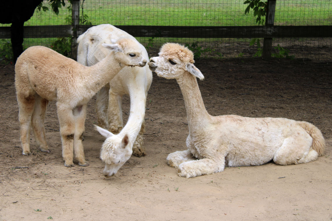 alpaca females interreacting in the pasture