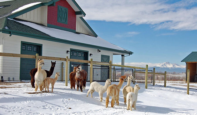 Xanadu Farm Alpacas