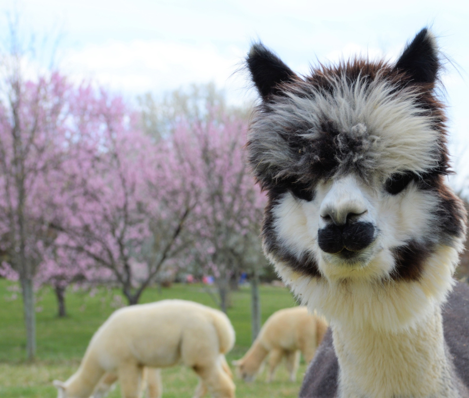 Membership Monday with Nimbus Farm Alpacas